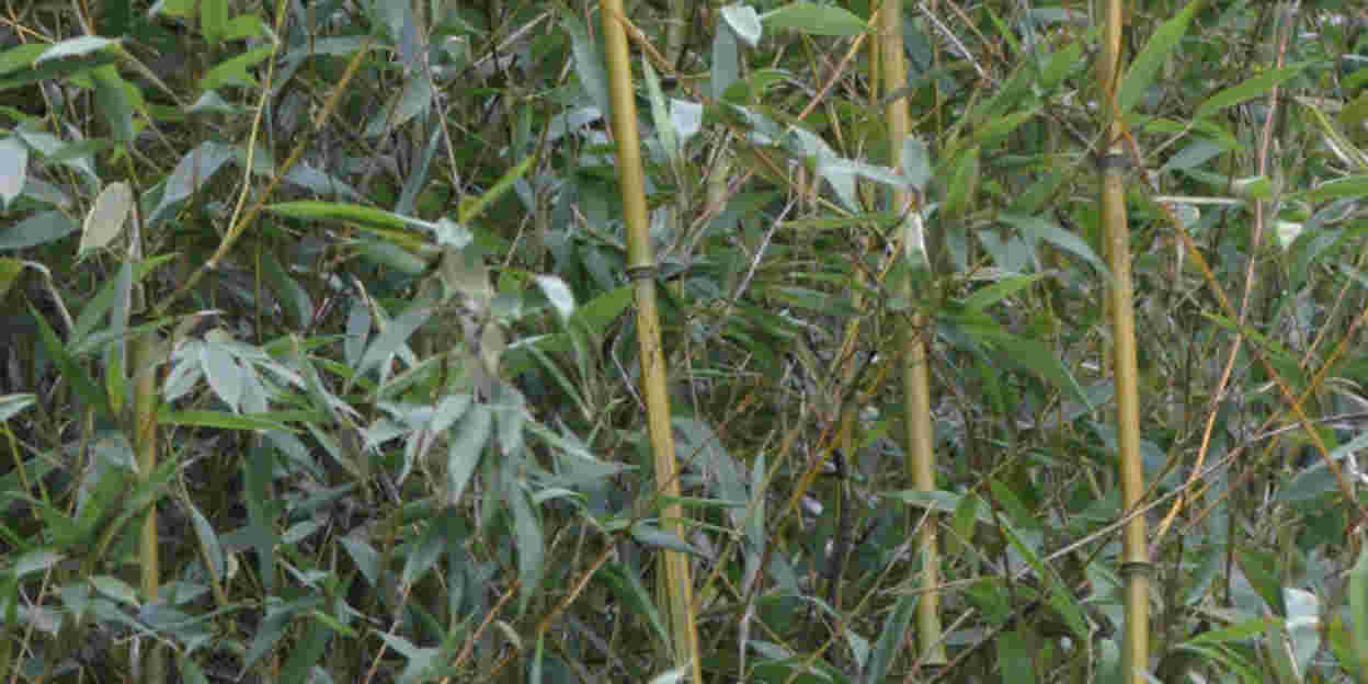 Een stevige grasspriet