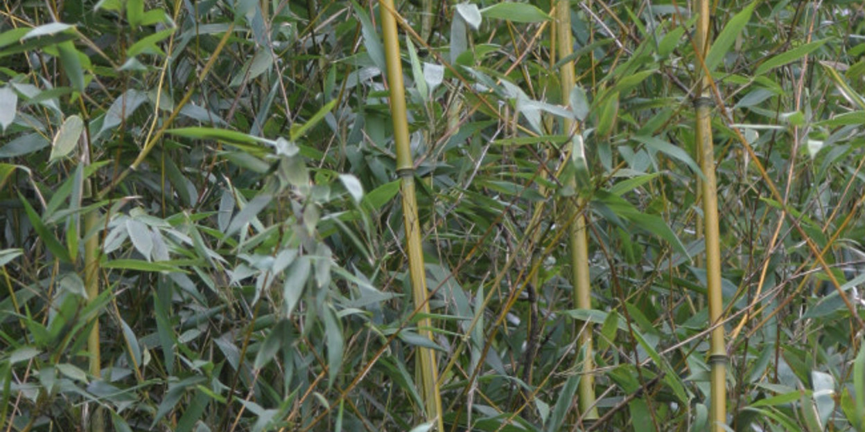 Een stevige grasspriet
