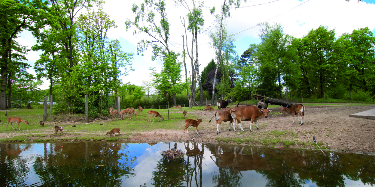 Wat is een ecodisplay? De Rimba