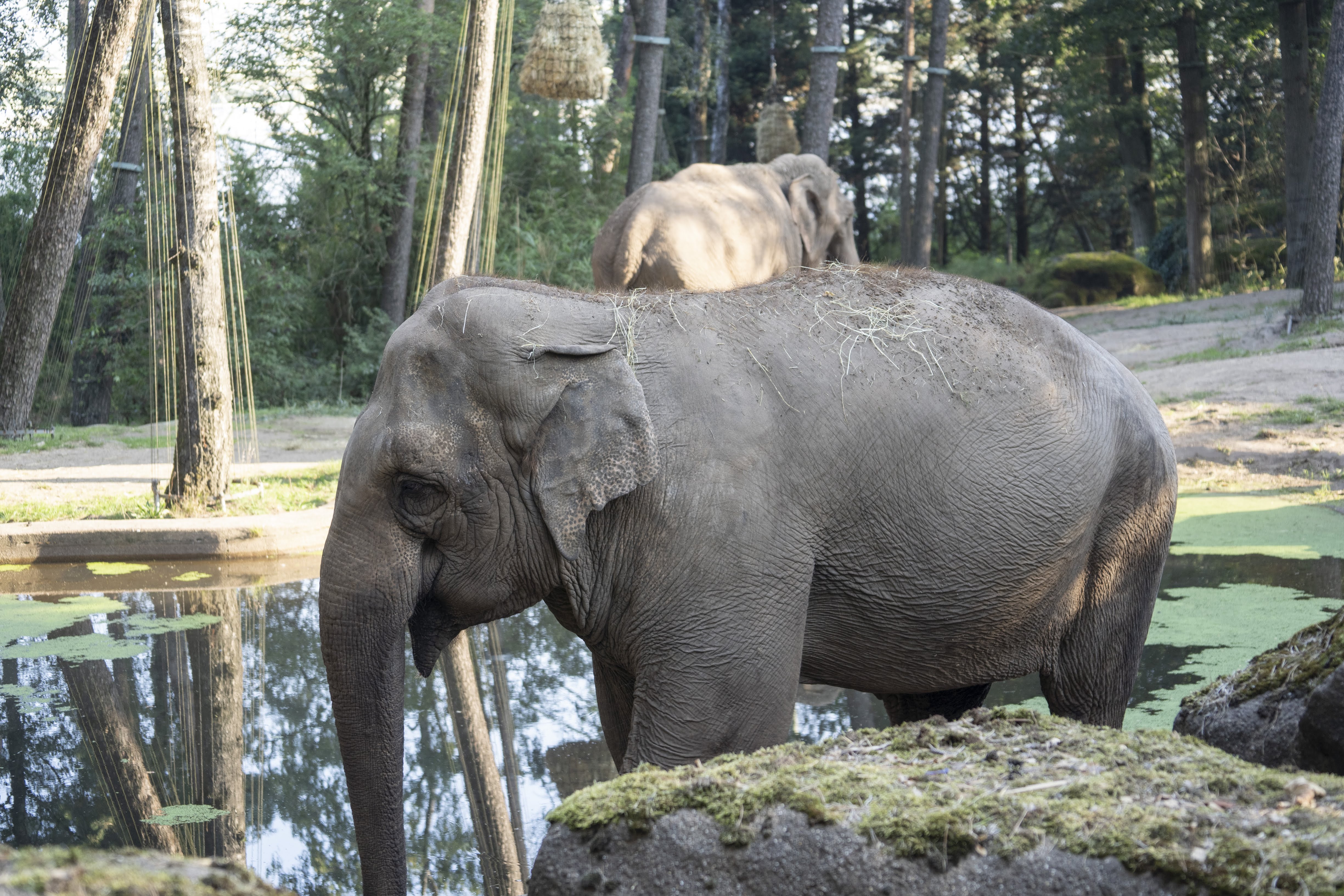 Hoe Oud Wordt Een Olifant Gemiddeld?