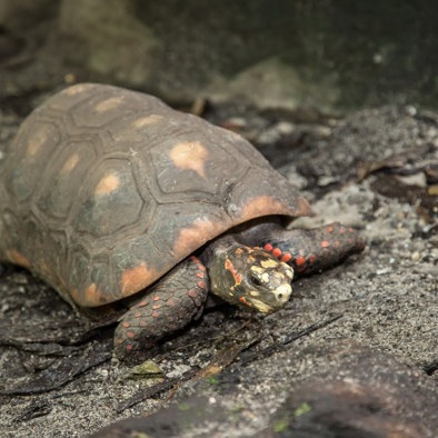 Over de voortplanting