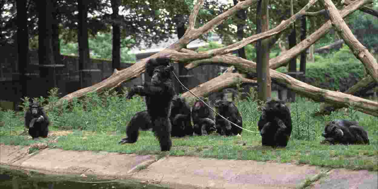 16 chimpansees, 16 verschillende persoonlijkheden