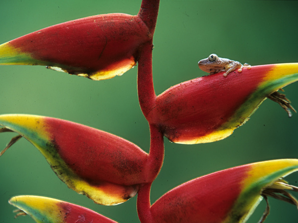 Ideale omstandigheden