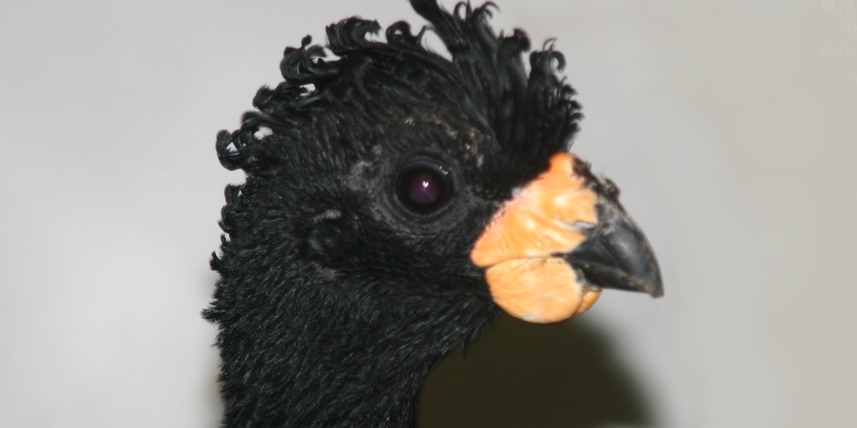 Hokkofamilie weer terug op het oude nest	