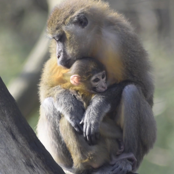 Hoe gaat het nu met de goudbuikmangabeys?