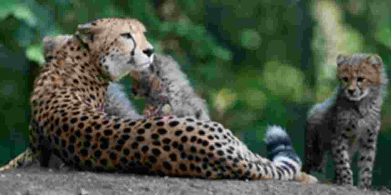 Arnhemse cheeta's zwermen uit over heel Europa