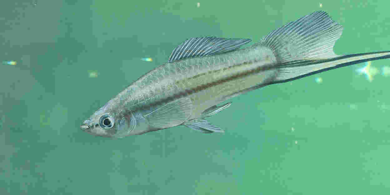Groene zwaarddrager (niet meer in Burgers' Zoo)