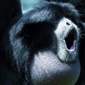 Siamang