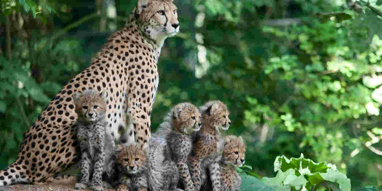 Geboorteplanning in de dierentuin