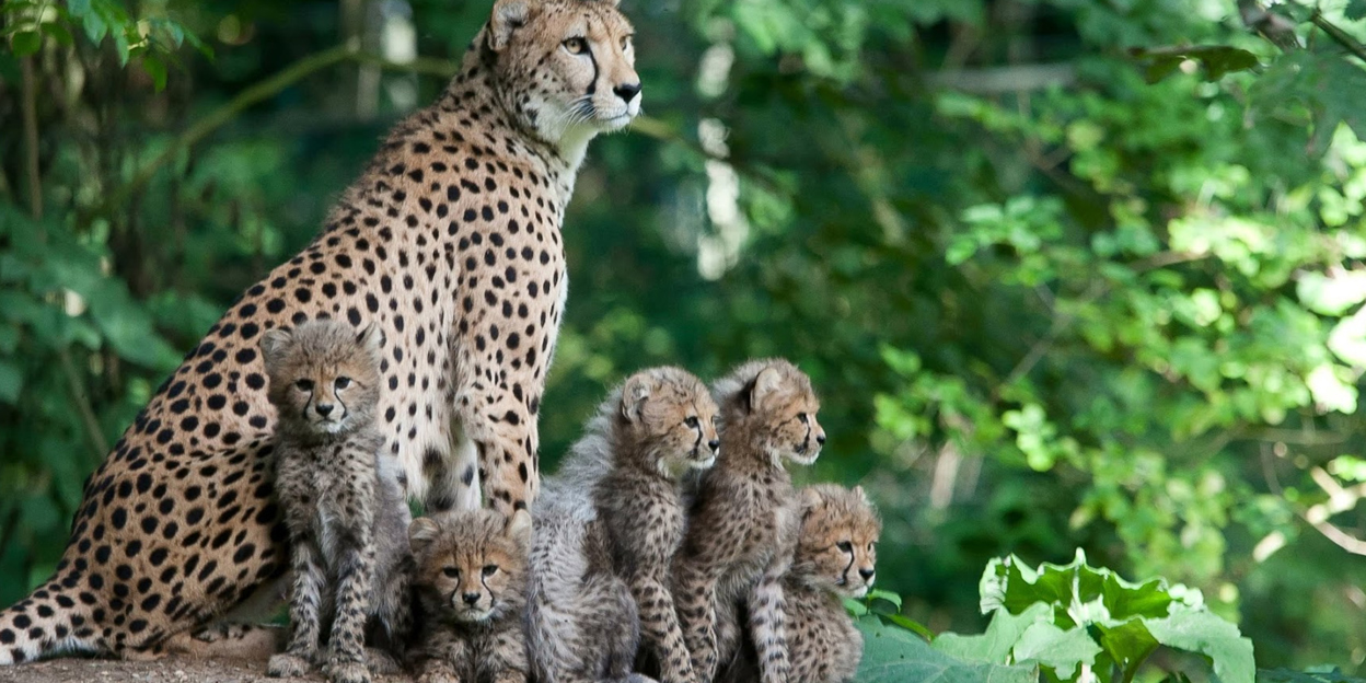 Geboorteplanning in de dierentuin