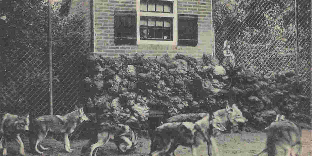 Roodkapje