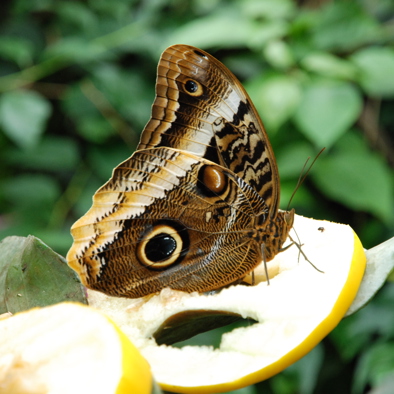 Bedreiging en bescherming