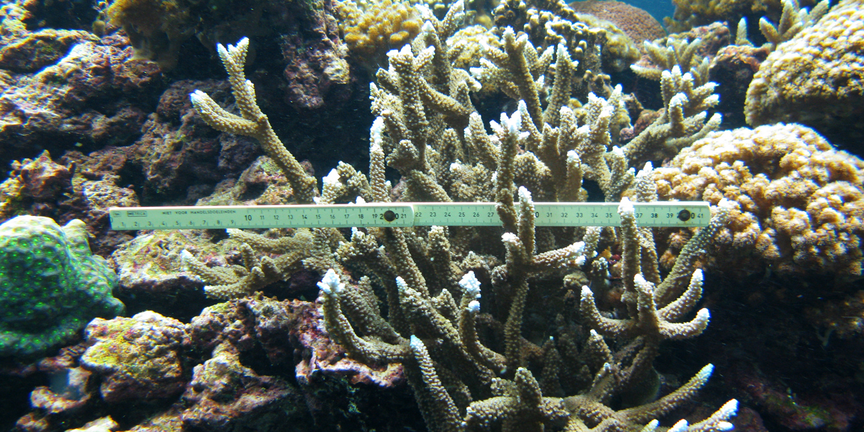 CORALZOO