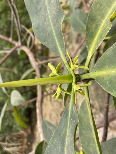 Gebruik door de mens 