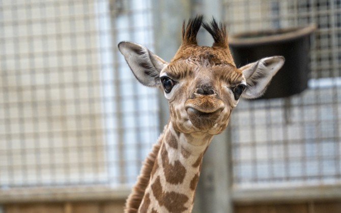 Giraffe Burgers' Zoo krijgt eerste jong