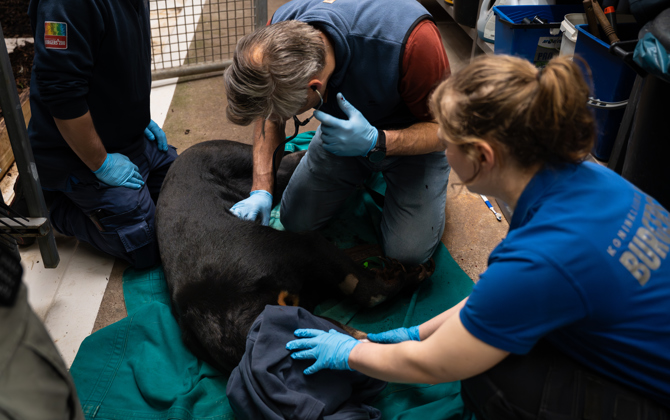 Maleise beren tot jongen stimuleren