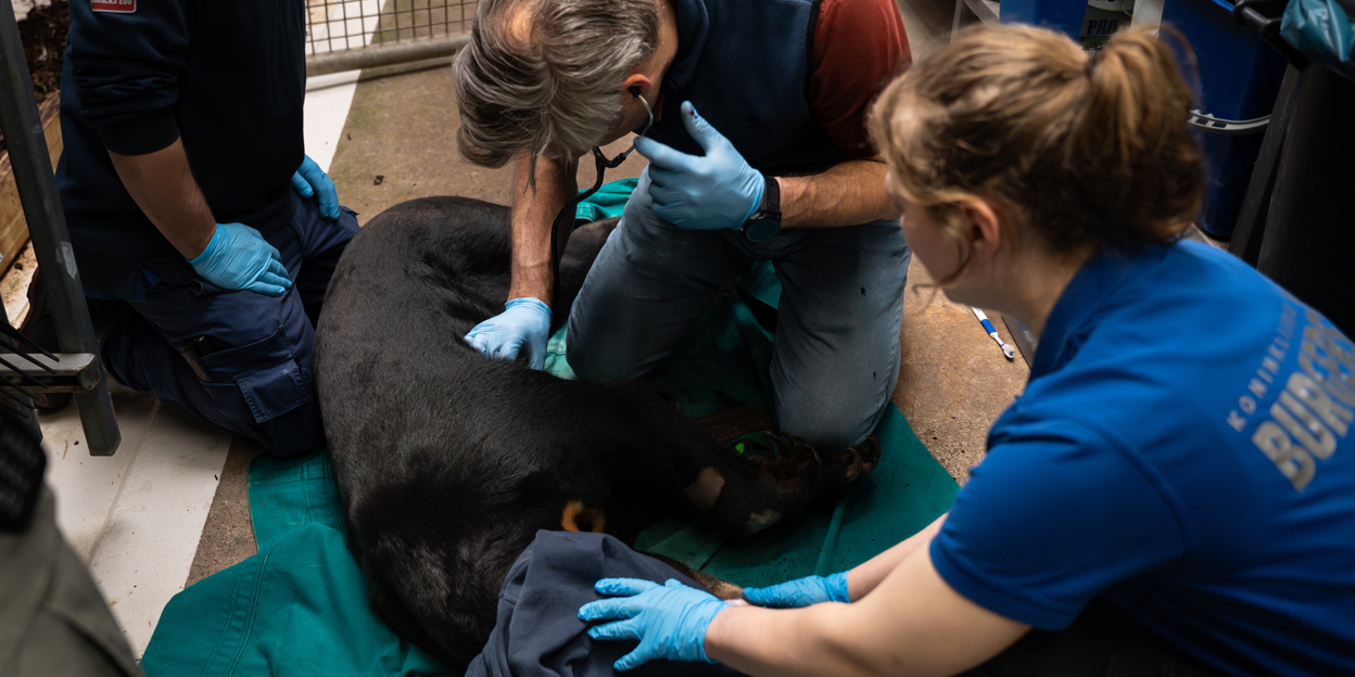 Maleise beren tot jongen stimuleren