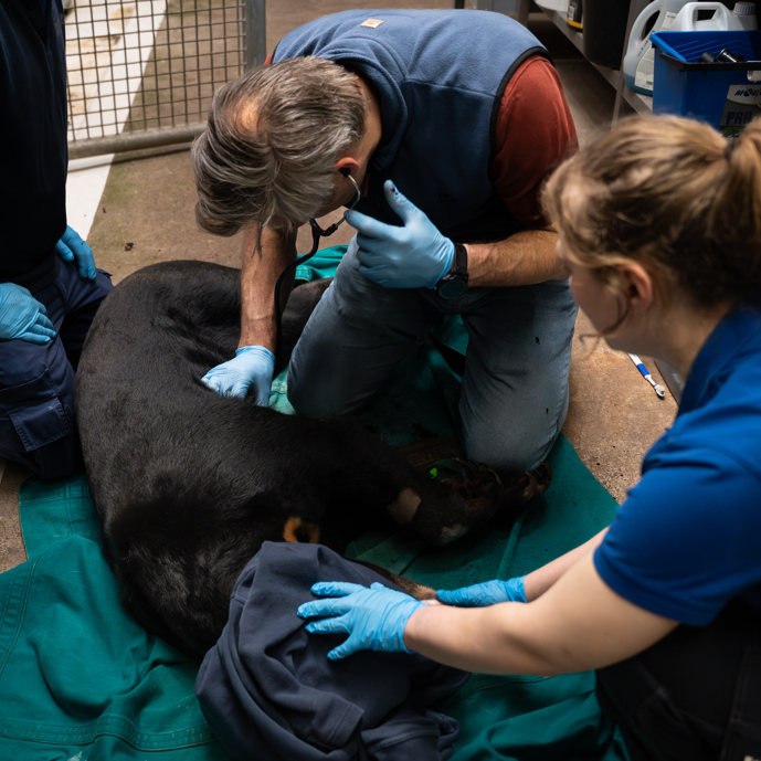 Maleise beren tot jongen stimuleren