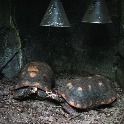 Bedreiging en bescherming