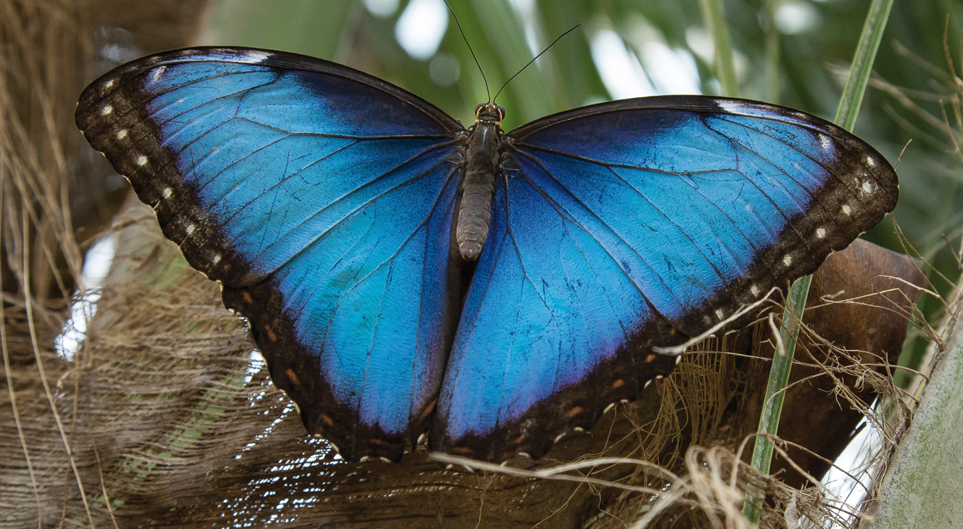 Joeri verzorgt blauwe morpho’s