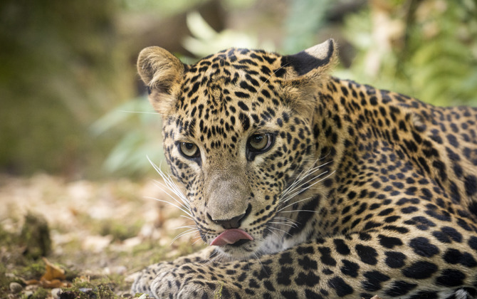 15 wegen leiden naar soortbehoud