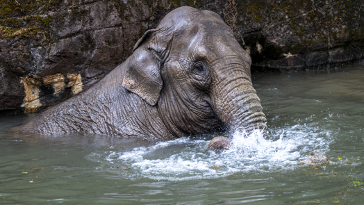 Burgers' Zoo opent anderhalf uur eerder vanwege hitte
