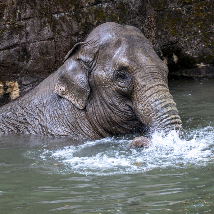 Burgers' Zoo opent anderhalf uur eerder vanwege hitte
