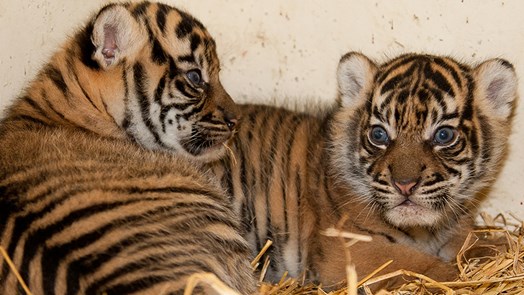 Frankrijk verwelkomt Arnhemse tijgers