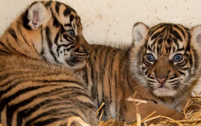 Frankrijk verwelkomt Arnhemse tijgers