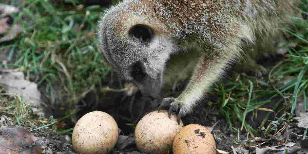 Het Burgers’ Zoo Kidsfestival