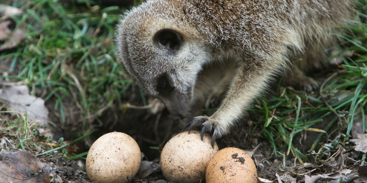 Het Burgers’ Zoo Kidsfestival