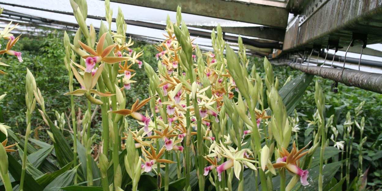 Kijk uit in de Bush