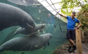 Zeekoeien vieren jubileum met malse takken