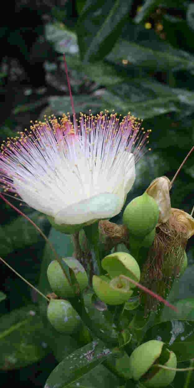 Een bloeiende Barringtonia