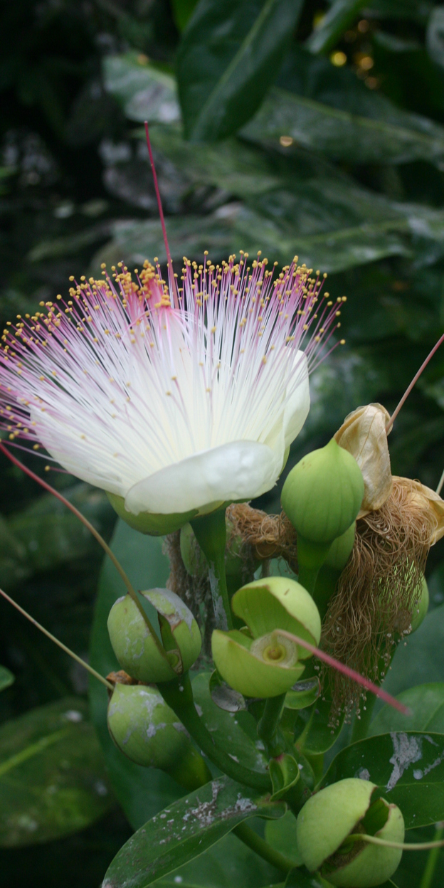 Een bloeiende Barringtonia