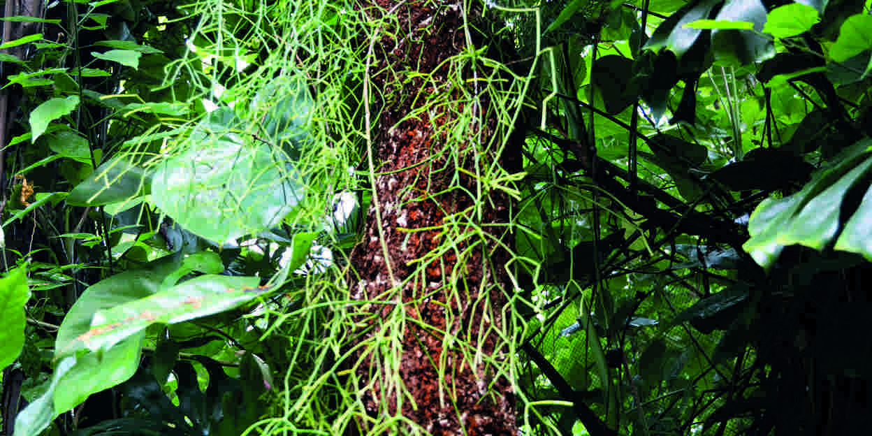 Rhipsalis, een tropische cactus