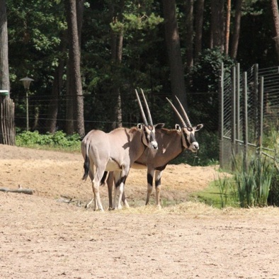 Over de voortplanting