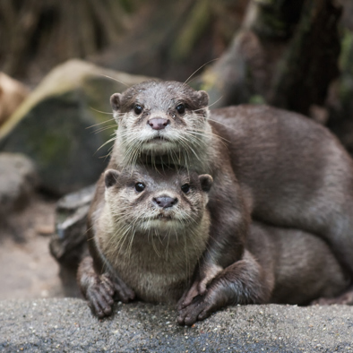 Bedreiging en bescherming