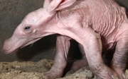 Een aardvarken geboren!