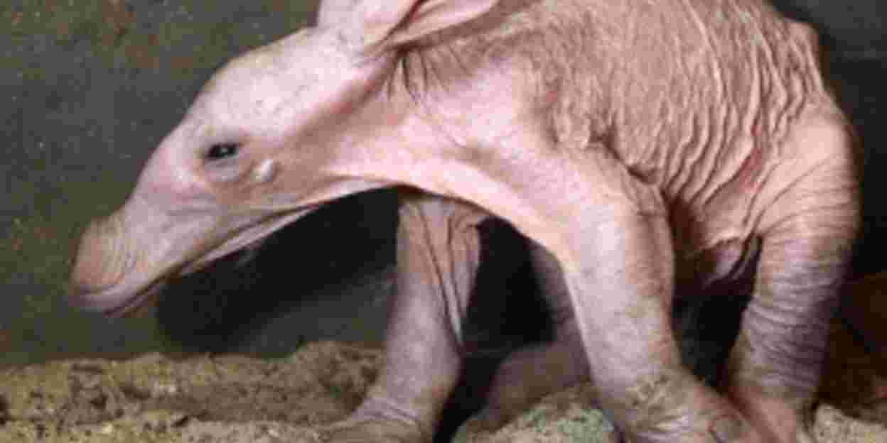 Een aardvarken geboren!