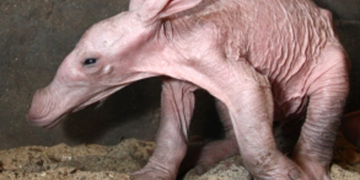 Een aardvarken geboren!