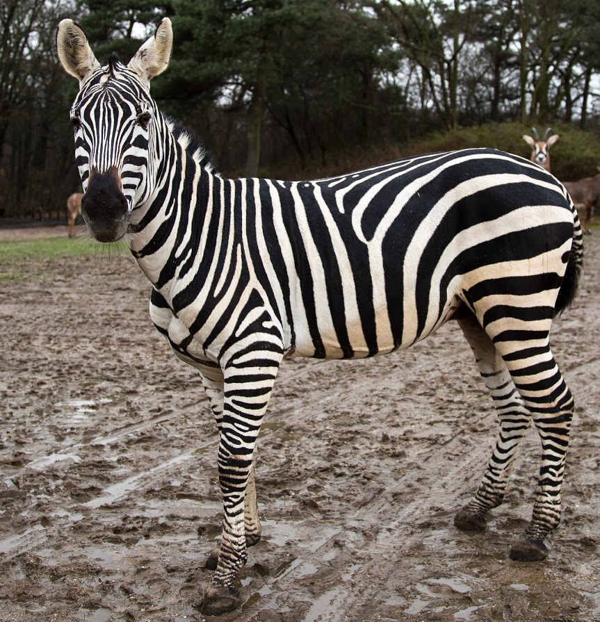 Alles leren over de zebra?