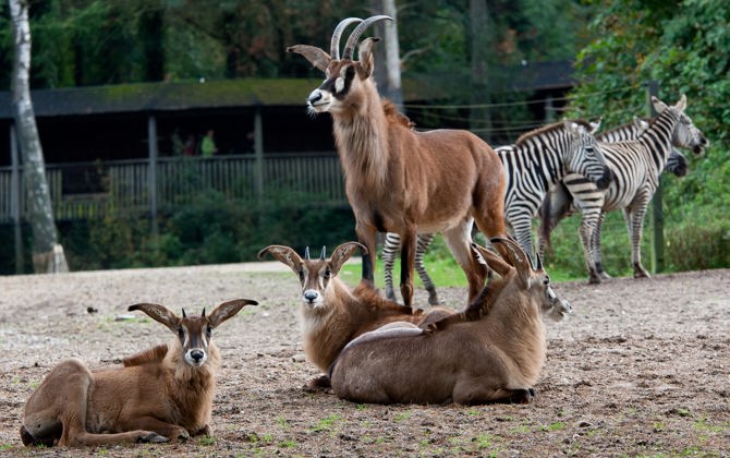 Nieuw: basterdgemsbokken