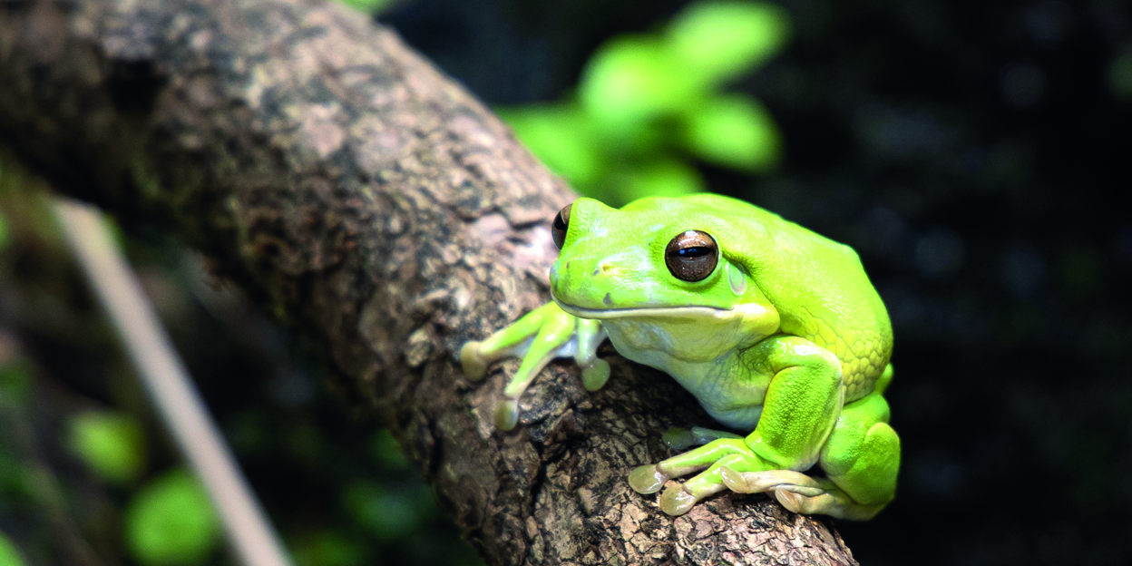 Kort dieren- en parknieuws 2