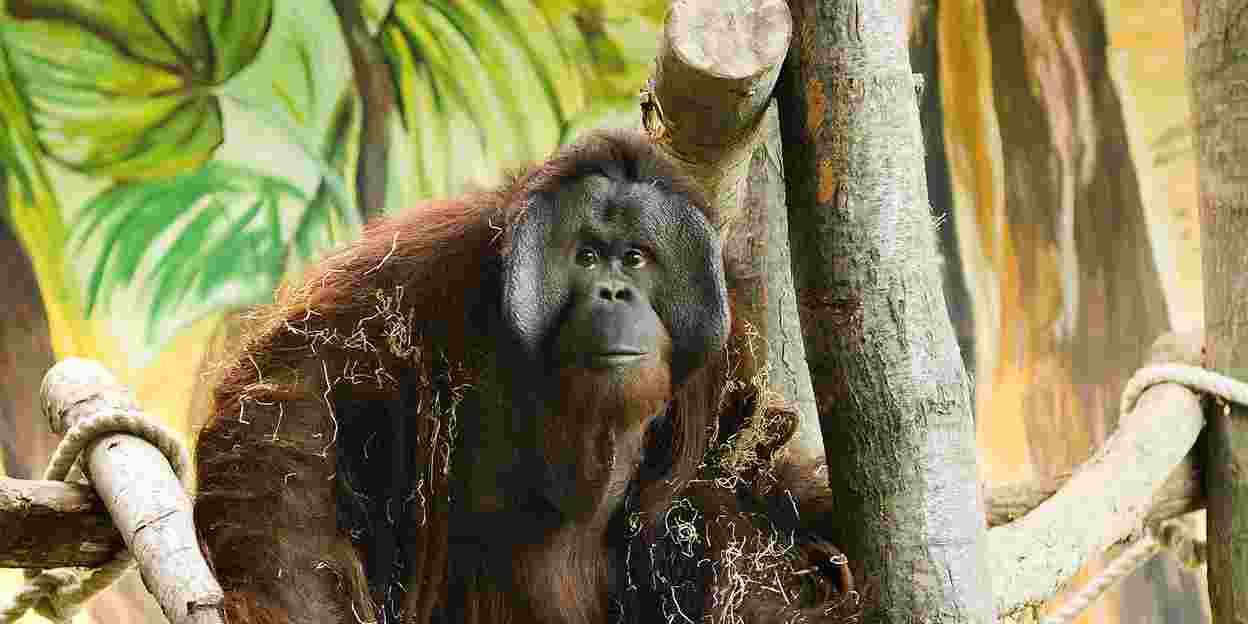 Vertrek van de orang-oetans