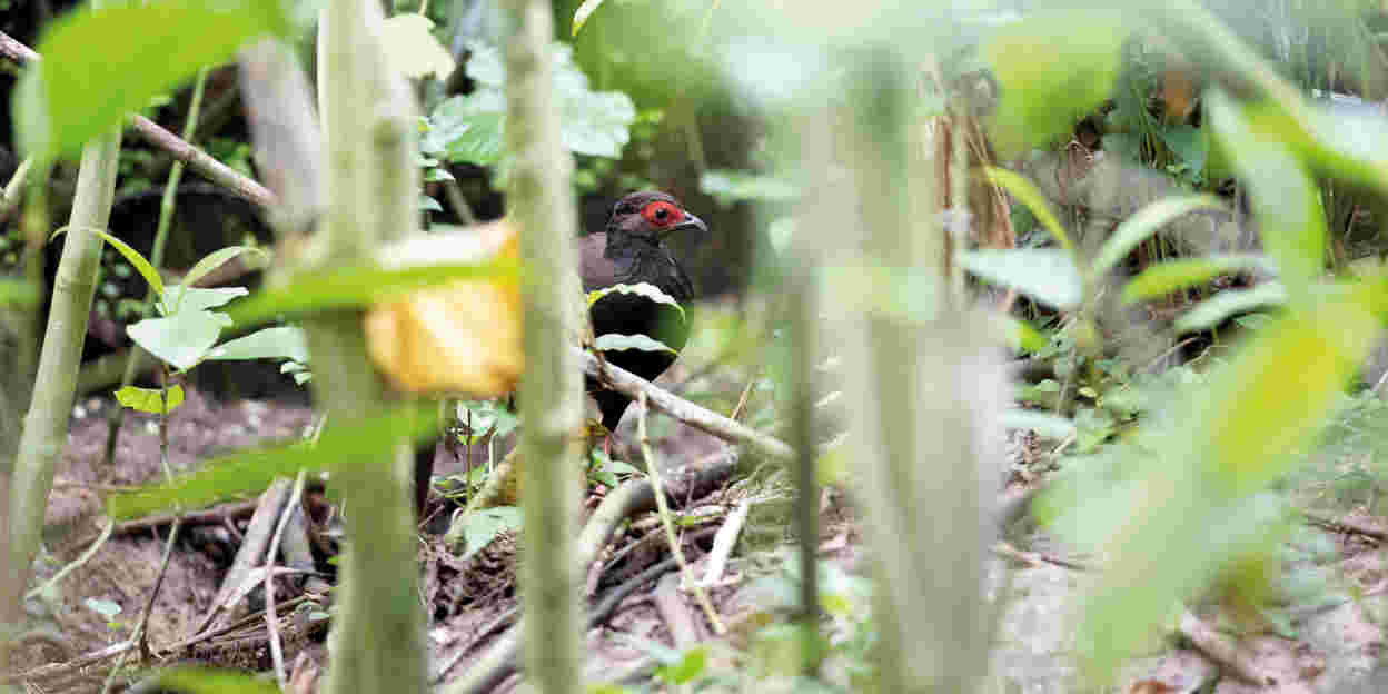 Een nieuwkomer in de Bush