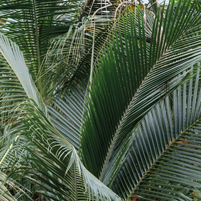 Kokospalm