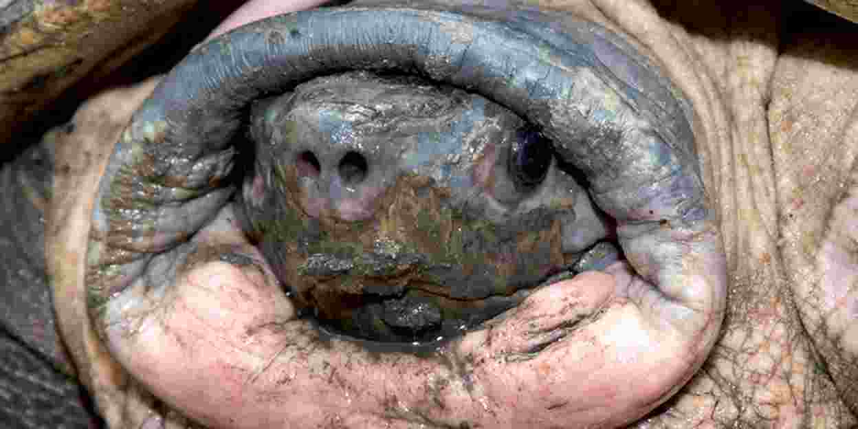 De bijzondere geschiedenis van de Borneo rivierschildpad