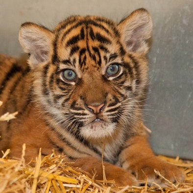 Over de voortplanting