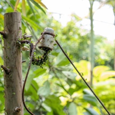 Over de voortplanting